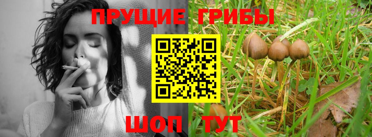 Псилоцибиновые грибы Psilocybe Лесосибирск
